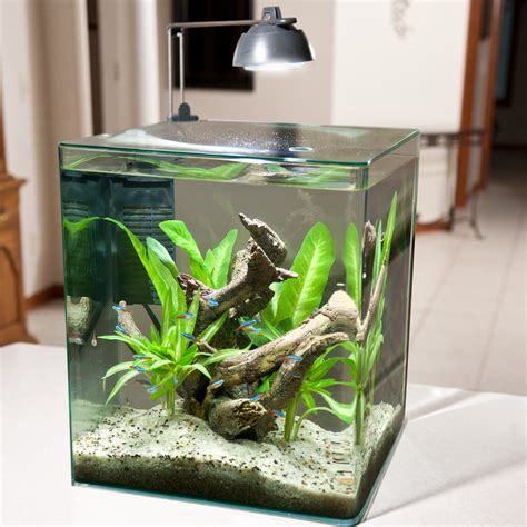 best fish for 3 gallon aquarium|5 gallon aquarium fish suggestions.
